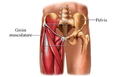 The most complete muscle anatomy asset available. Травмы мышц бедра