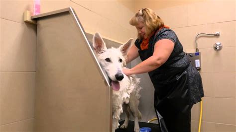 Diy outdoor dog washing station for under $75. Reber Ranch Do-It-Yourself Dog Wash - Kent WA - YouTube