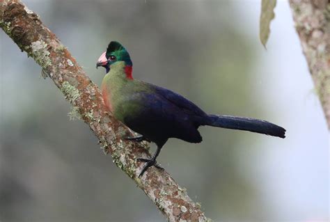 This magnificent bird in endemic to high elevation forest of the rift mountains of east africa, this was filmed in rwenzori national park. Tailormade Rwanda - Naturetrek