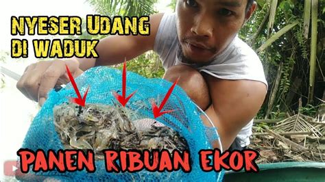 Kecanggihan pabrik dan peternakan pt greenfield indonesia di malang tampak nyata. Berburu Udang di Waduk Pabrik hasil nya ribuan ekor - YouTube