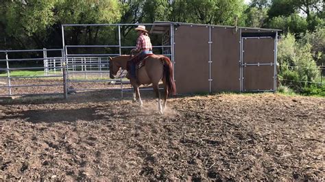 387 photos · curated by mark harris. West Coast Virtual Ranch Horse Show 1st Timer Pattern ...