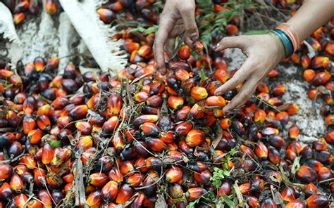 Malaysia palm oil price is at a current level of 1031.13, up from 1019.89 last. Green activist sees red over call for more palm oil use ...