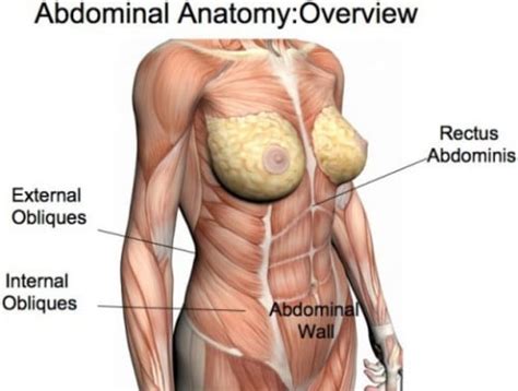 A good amount of area is covered by the abdominal wall. Q&A Wednesday: When Should I Start Lifting Weights? | A ...