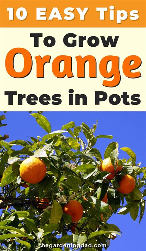 Bob duncan is an entomologist by trade, but he is better known in victoria, bc, canada for being a pioneer in growing citrus in canada. How to Grow Orange Trees in Pots (10 EASY Tips) | Potted ...