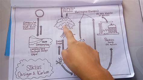 Siklus carbon dan oksigendi atmosfer terdapat karbon dioksida sebanyak 0.03 persen. Siklus Oksigen dan Karbon - YouTube