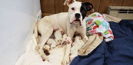 They were born april twenty sixth, and will be ready to travel june twenty first. Pet rescue takes in pregnant dog and her puppies mid-labor ...