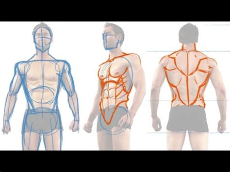 The thoracic segment of the trunk, the abdominal segment of the trunk, and the perineum. Muscular Man Drawing at GetDrawings | Free download