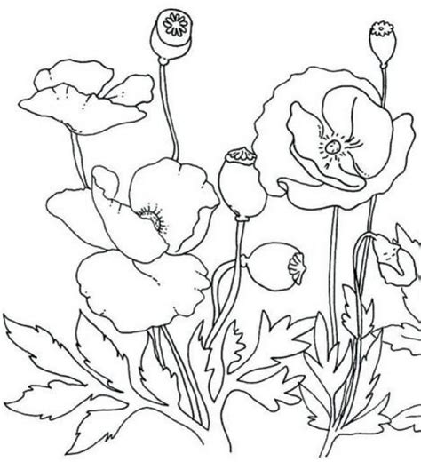 See more ideas about coloring pages, poppy coloring page, flower drawing. Printable Beautiful Poppy Coloring Pages | Poppy coloring page, Flower coloring pages ...