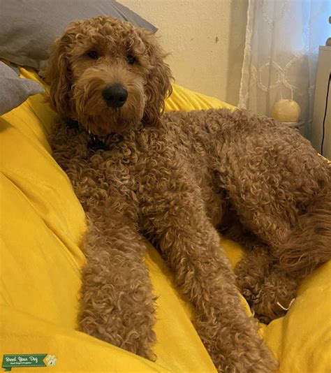 Find your new companion at nextdaypets.com. Stud Dog - Sweet Handsome F1 Apricot Goldendoodle - Breed ...