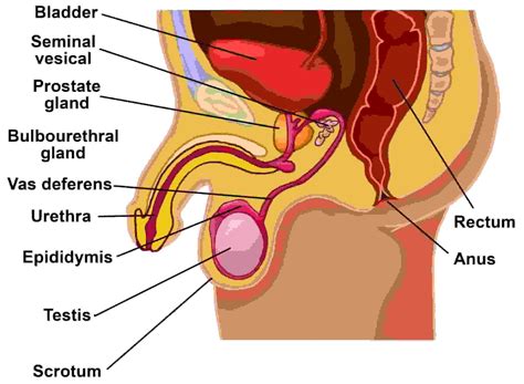 She gives birth to the child as well. Male reproductive system class 12 with handwritten notes