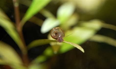 Schnecken können im garten große schäden an verschiedenen pflanzen anrichten. Schneckenplage im Aquarium bekämpfen - Aquaristik