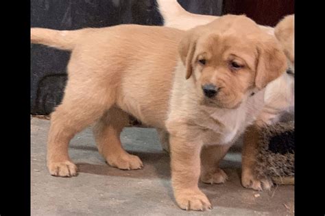 It is important to train the dog early not to pull on the leash, as it has a very strong neck. Colorado Aspen Labs - Labrador Retriever Puppies For Sale ...