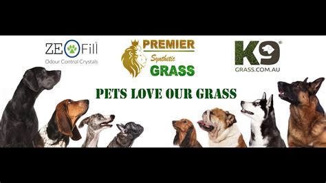 Just make sure the grass cover is securely attached, so that it does not move, and the grass will not be discoloured by it. How to Control Dog Urine Smell on Artificial Grass - YouTube