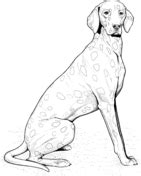 Golden retriever / toy or miniature poodle mixed breed dogs. Dogs coloring pages | Free Coloring Pages