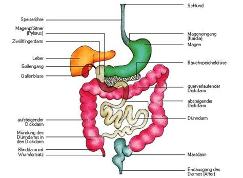 Die inneren organe 1 = bauchspeicheldrüse blinddarm dünndarm dickdarm gallenblase grosse körperschlagader halsschlagader halsvene harnblase hauptgallengang herz kehlkopf leber luftröhre lunge magen mastdarm milz pförtner schilddrüse wurmfortsatz zwölffingerdarm zwerchfell innere Organe aus dem Lexikon - wissen.de