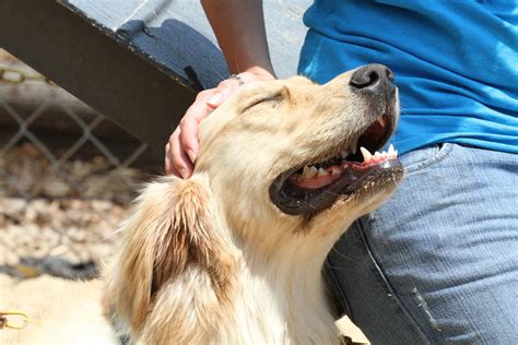 In these days of harsh heat and a boom in dog ownership, the legendary la quinta resort & club in the coachella valley is the place to head to keep yourself and your pooch nice and cool. The Doglando Blog : Orlando Dog Grooming | Orlando Dog ...