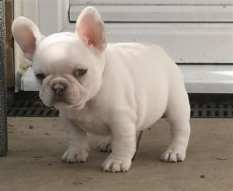 French bulldog puppies for sale on occasion to show or pet homes. French Bulldog, 2 Left Blue Pied Solid Chunky French ...