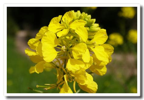 Foto a cura di marco comper. Fiori di primavera