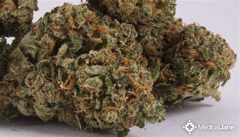 Krack was previously scheduled to release in may 2020. Green Crack Marijuana Strain (Review)