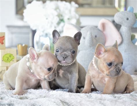 Is that good or bad? Teacup French Bulldog Puppies Blue