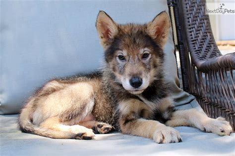 There are many adoption sites online, as well as many private breeders that offer these. Wolf Hybrid puppy for sale near Charlotte, North Carolina. | 0aa6124a-eed1