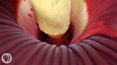 As their sense of smell is so strong, any essential oil can be too overpowering. This giant plant looks like raw meat and smells like dead ...