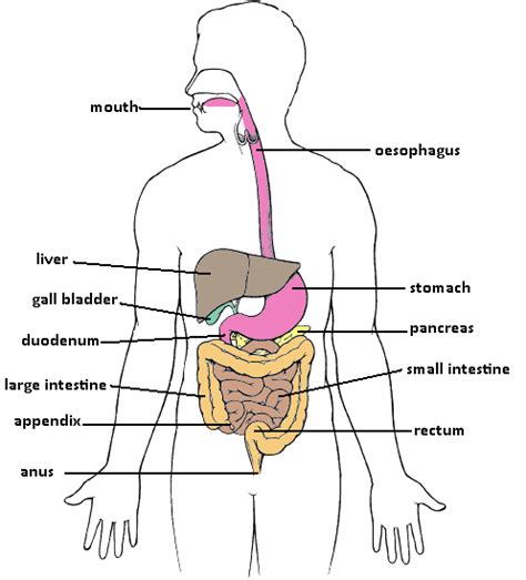 Ada dua tahap juga pada proses pernapasan perut, yakni: Sistem Pencernaan - Anatomi Manusia
