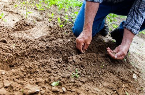 What is the difference between dirt and soil? Why It's Time to Stop Treating the Soil Like Dirt ...