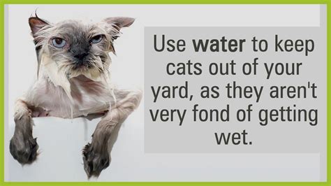 This can be quite fun for any young boys you might have at your place. Good Ways to Keep Those Pesky Cats Out of Your Yard ...