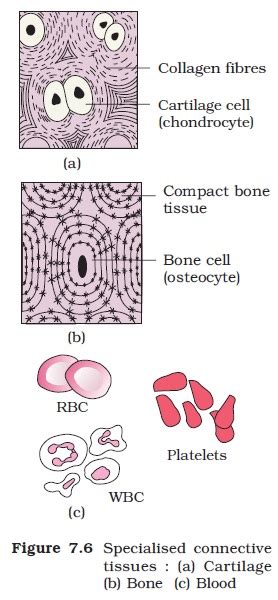 Compact bone consists of outer and inner sheets of lamellar bone (not seen here) and haversian systems, shown here, that run parallel to the long axis of bones. NCERT Class XI Biology: Chapter 7 - Structural ...