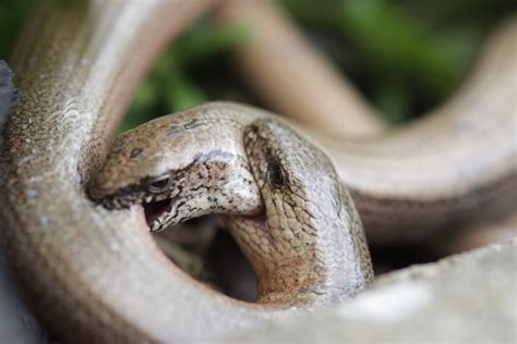 Befindet sich das grundstück nahe eines flusses, sees oder tümpels, ist die wahrscheinlichkeit umso höher, dieser schlangenart im eigenen garten zu begegnen. Peziperli: Blindschleichen im Garten