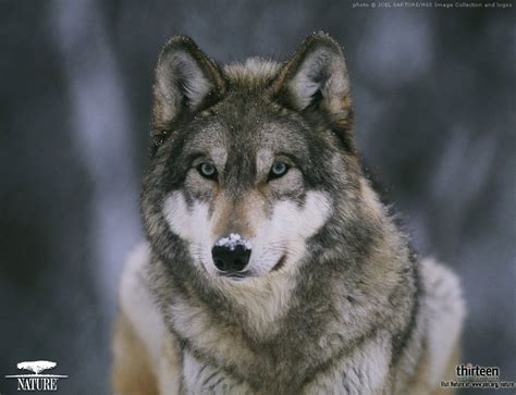 You will definitely choose from a huge number of pictures that option that will suit you exactly! Wolf Wallpapers ~ High Definition Wallpapers|Cool Wallpapers|Nature Wallpapers