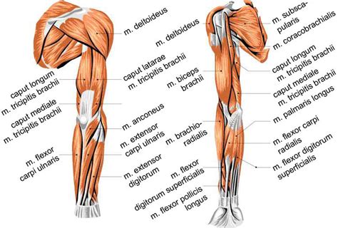 These muscles are located above the elbow. 1: Overview of muscles in the human arm (back/front view ...