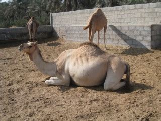 Camels don't just carry water for a long time. Lori Goes Global