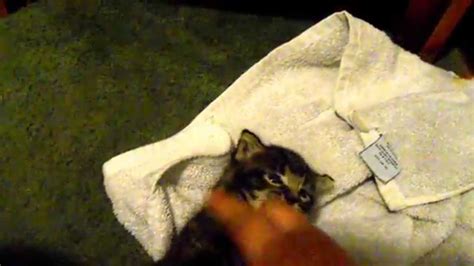 The other two aren't in this video (the females) because i had to go make up another bottle and didnt hit record. The three week old kitten we are bottle feeding. - YouTube