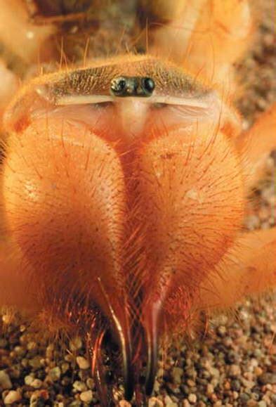 The dreaded camel spider is such a horrible creature that it's often cited by atheists as proof that there can be no such thing as a kind and loving god as long as it roams the earth. nysobukyfi: spider bites symptoms