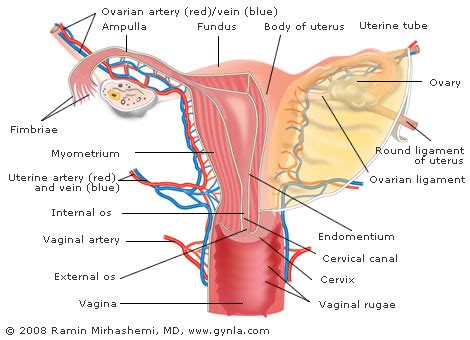 Pregnant women may experience pain in the ligamentum tere uteri. Cancer of the Uterus. Causes, symptoms, treatment Cancer ...