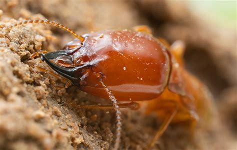 One time extermination, recurring pest control service square footage of home:: Pest Library | Pest Identification & Prevention In San ...