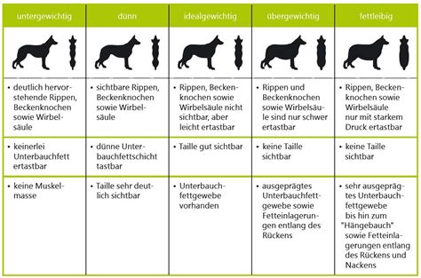 Ab wann ein hund ein senior ist, ist von hunderasse zu hunderasse, aber auch von hund zu hund verschieden. Übergewicht beim Hund loswerden | Der BARF-Blog