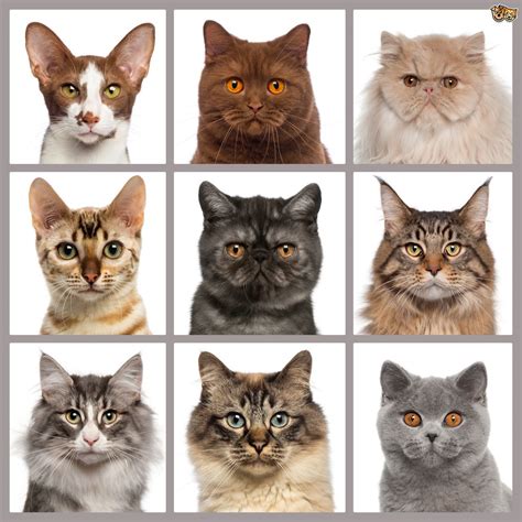 KUCING PEDIGREE — info kucing