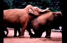 mating elephant documentary