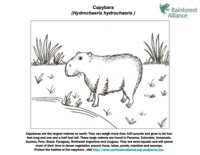 Learn to draw this animal. Image result for deutschland coloring capybara page ...