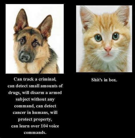 However, some german shepherds show strong predatory/chasing behavior toward cats. Dog vs. Cat : funny