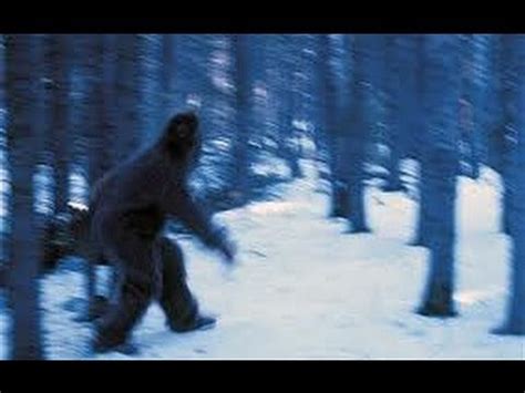 Caught on tape (145,533 results). YETI CAUGHT ON TAPE! - YouTube