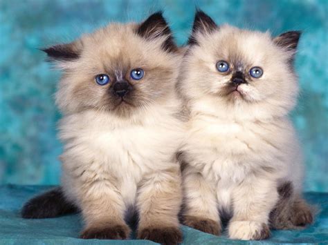 Check spelling or type a new query. HD Cat Pictures Baby Cats - HD Animal Wallpapers