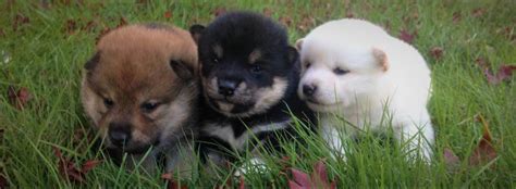 Great little shiba inu puppies. Seattle Washington Dog Breeder & Shiba Inus | Little River Show Dogs