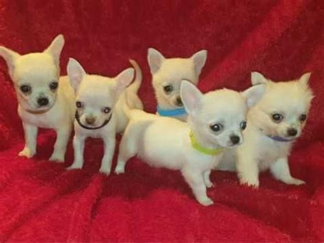 Dogs and puppies for adoption in wisconsin, wisconsin dells, wisconsin. Chihuahua Puppies For Sale | Wisconsin Dells, WI #333471