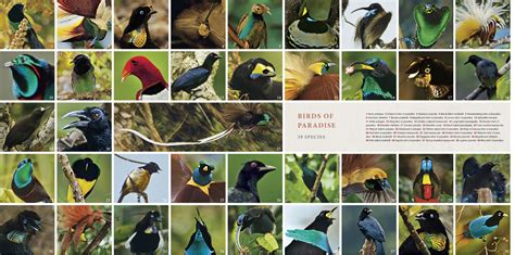University of alberta clothing and textiles collection (uactc). 39 different bird of paradise species - Different birds ...