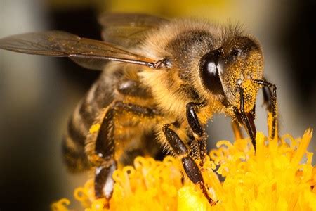 Osman hasimovic ha sido un apasionado de las abejas desde hace 20 años. Día Mundial de las Abejas | 20 de Mayo