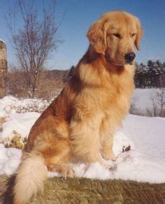 Their golden coats can range from a light cream color, into the yellows, or even into a dark copper shade. My Jacob is dark like this... Such beautiful dogs! Always ...